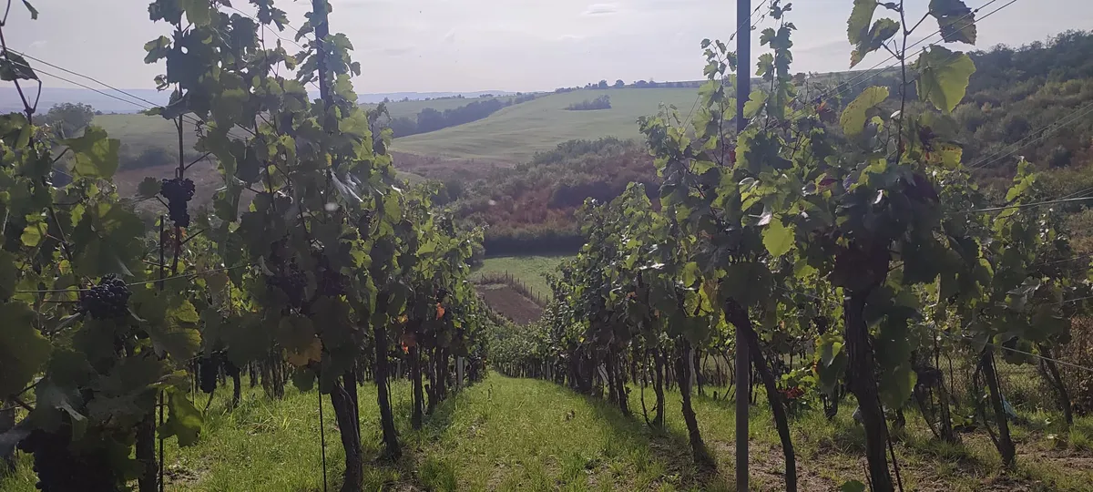 Prodej sadu, vinice 2677 m²